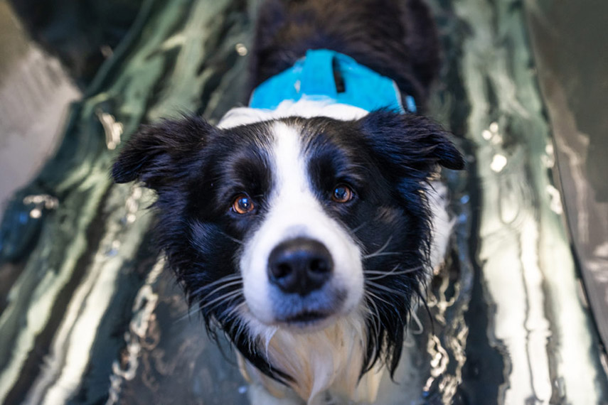 Balneotherapie und Hydrotherapie beim Hund