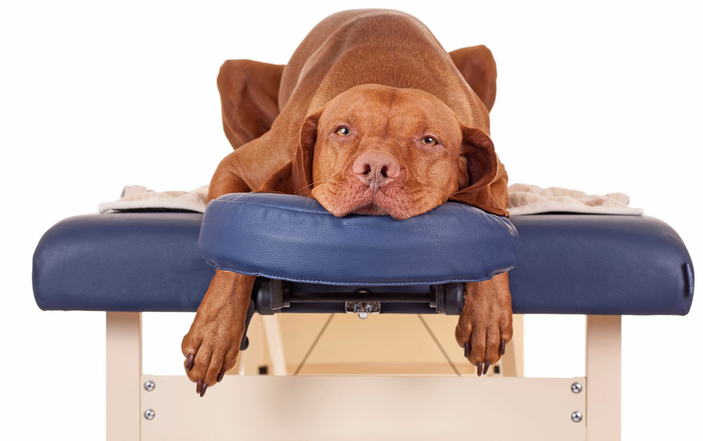 Manuelle Therapie beim Hund, Hundephysiotherapie