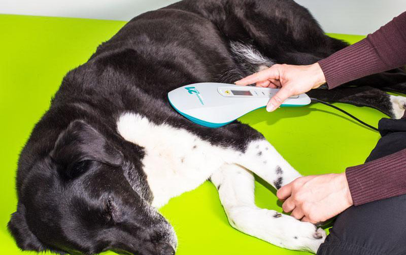 Lasertherapie beim Hund, Tierphysiotherapie