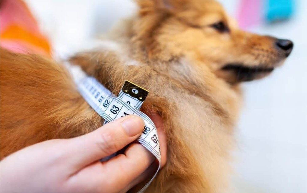 Physiotherapeutische Möglichkeiten bei Übergewicht bei Hunden