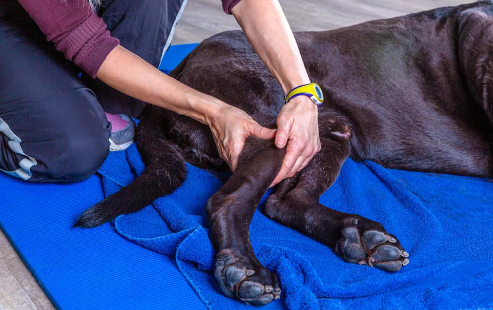 Knie Behandlung Hund