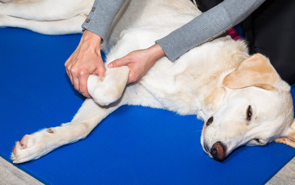 Arthrose beim Hund, Physiotherapeutische Behandlung