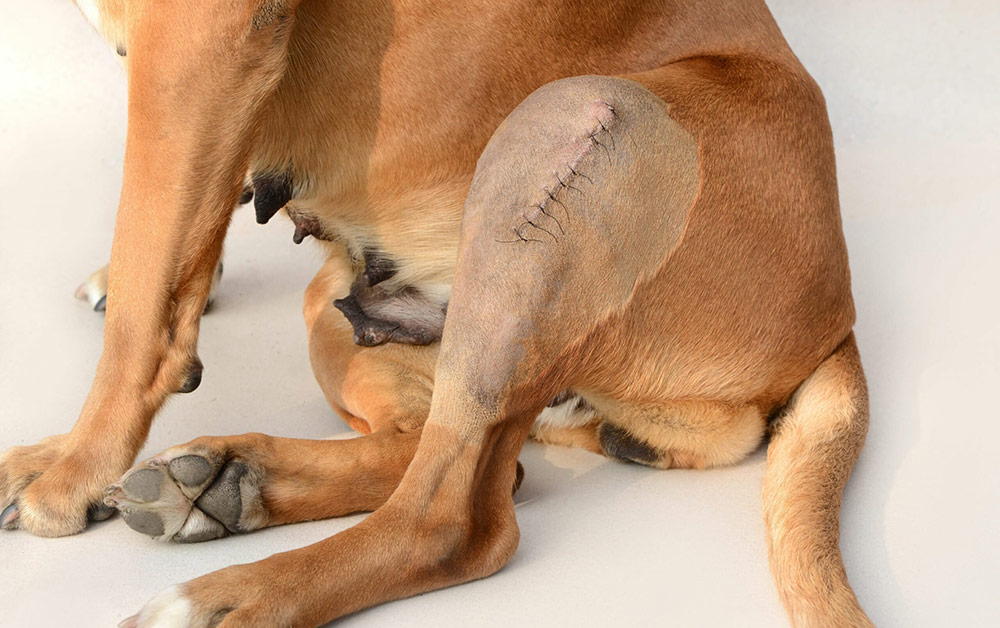 Narbenbehandlung beim Hund, Hundephysiotherapie
