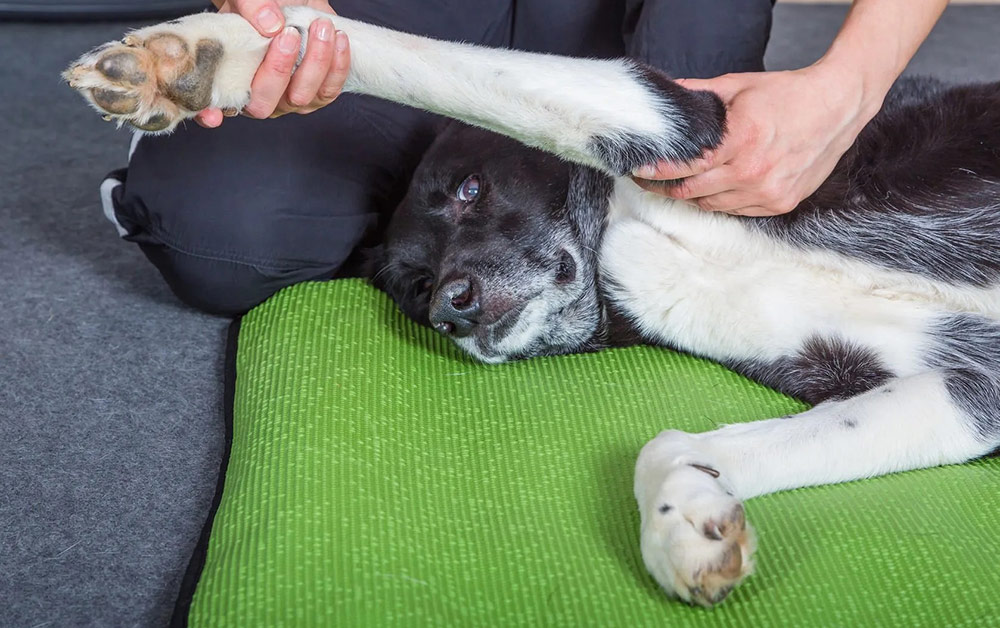 Osteoarthritis - Alterbedingte Abnutzungserscheinungen beim Hund
